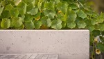 Nasturtium
