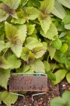 Anise Hyssop