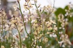 Arugala Flowers