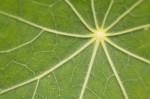 Nasturtium