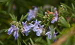 Rosemary Blossoms