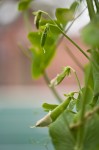 Pea Pods