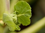 Brussel Sprout