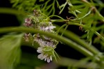 Cilantro Flowers