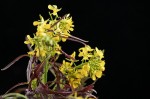 Mustard Greens and Blossoms