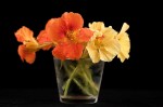 Nasturtium Flowers