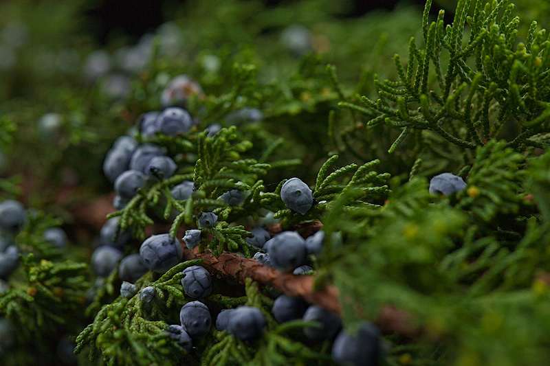 Bison, Cranberry, Persimmon, Juniper Branch Aroma