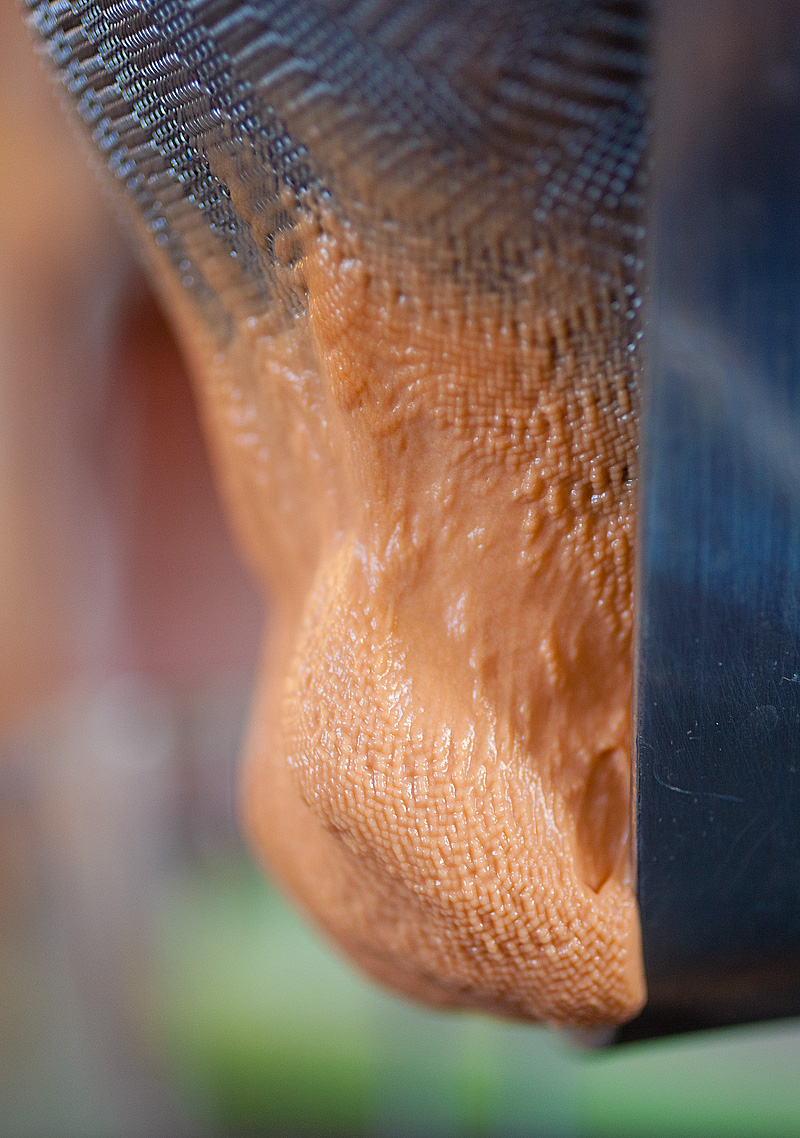 20130217_alinea_0097