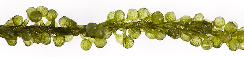 20131108_alinea_0034